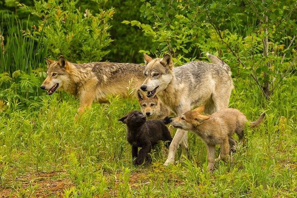 Minnesota-Pine County Adult wolves and pups